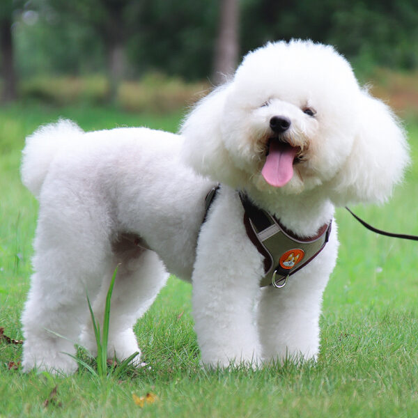 Dog Harness+Leash - JHXBFB867 - Image 6