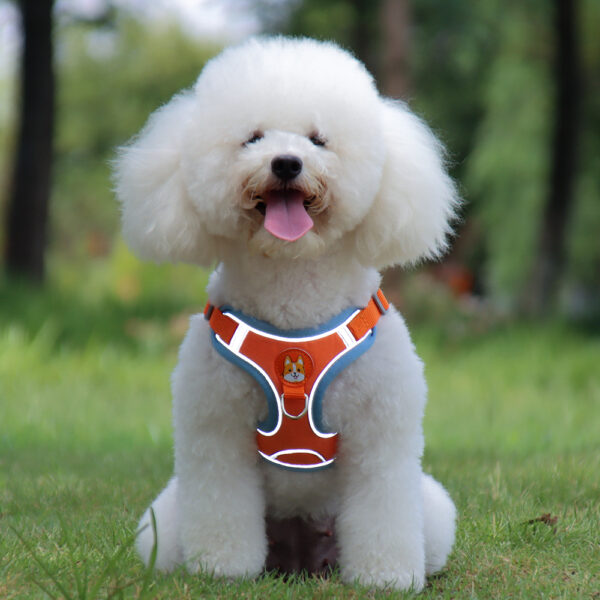Dog Harness+Leash - JHXBFB867 - Image 8