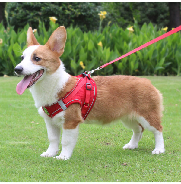 Cat & Dog Harness+Leash - JHXBFB855 - Image 2