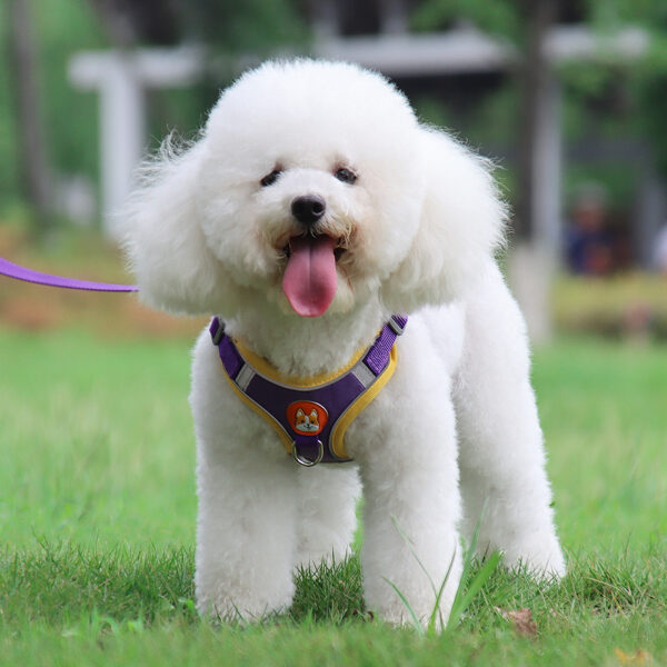 Dog Harness+Leash - JHXBFB867 - Image 7
