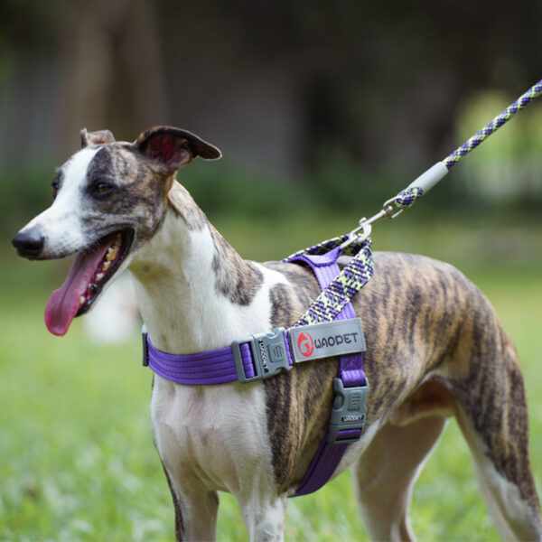 Dog Leash JHQYLL309 - Image 4