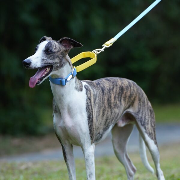 PVC Covered Retractable Dog Collar- JHXQCC324