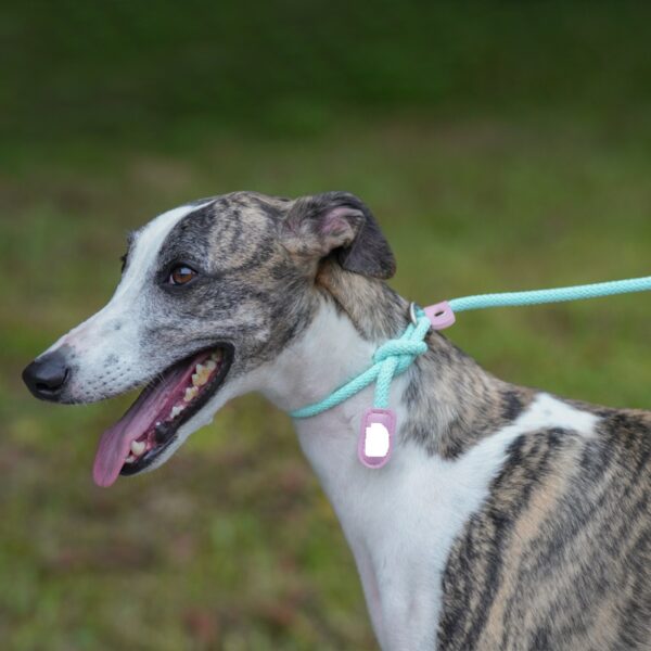 Dog Leash JHQYLL312 - Image 6