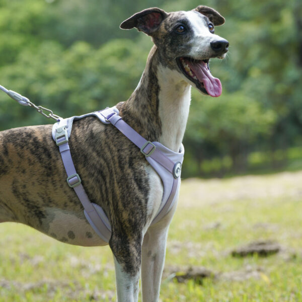 Dog Harness Adjustable No Pull - JHXBHH201