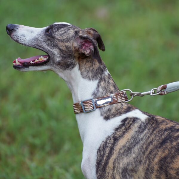 Dog Collar- JHXQCC309