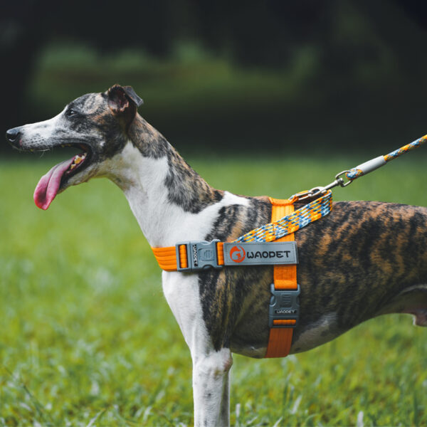 Dog Leash JHQYLL309 - Image 5