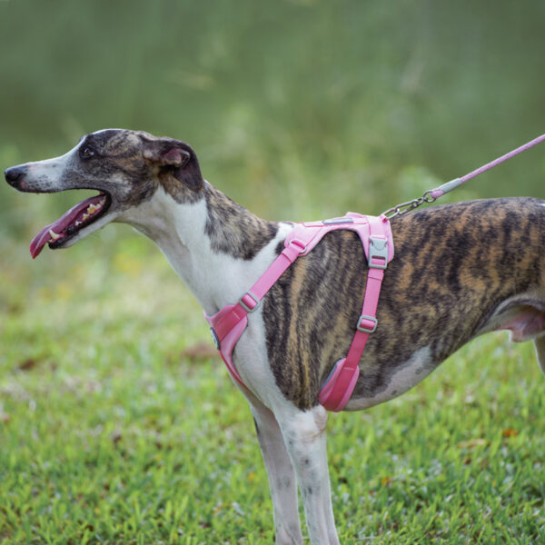 Dog Leash JHQYLL201 - Image 6