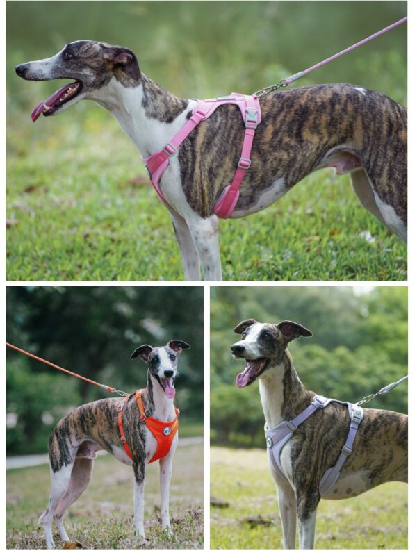 Dog Leash JHQYLL201 - Image 5