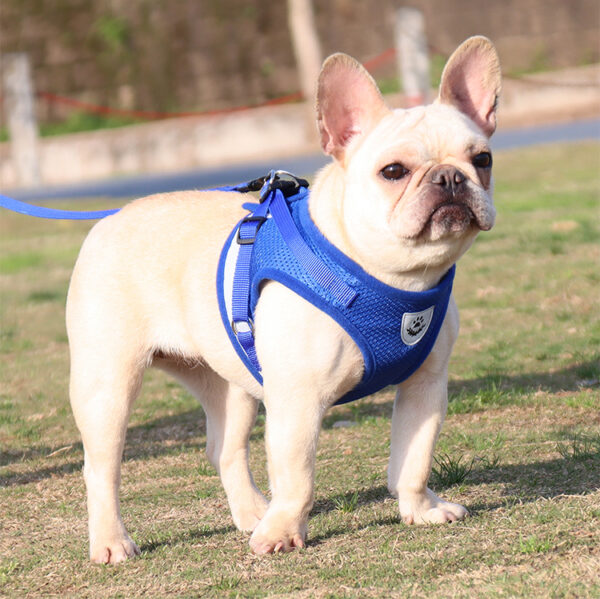 Dog Harness+Leash - JHXBFB844 - Image 2