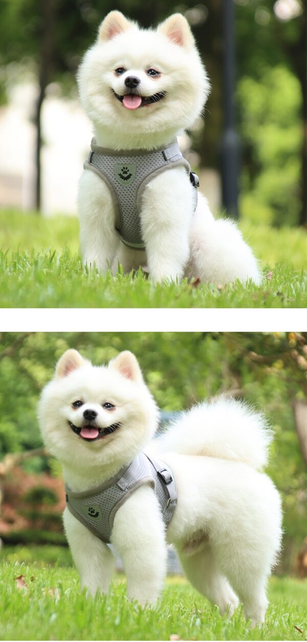 Dog Harness+Leash - JHXBFB844 - Image 8
