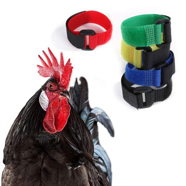 Adjustable No Crow Rooster Belt Collar - JHXDW021