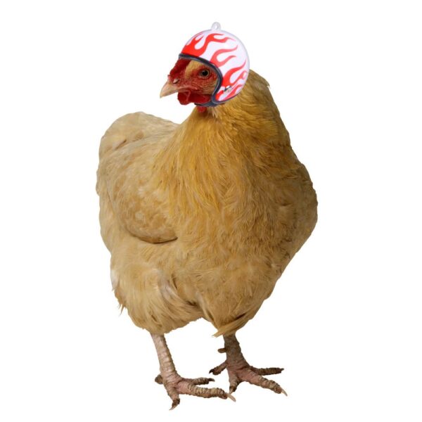 Hens Chicken Helmet - JHXDW020