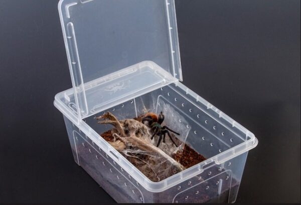 Plastic Reptile Feeding Breeding Box - JHPC005 - Image 8