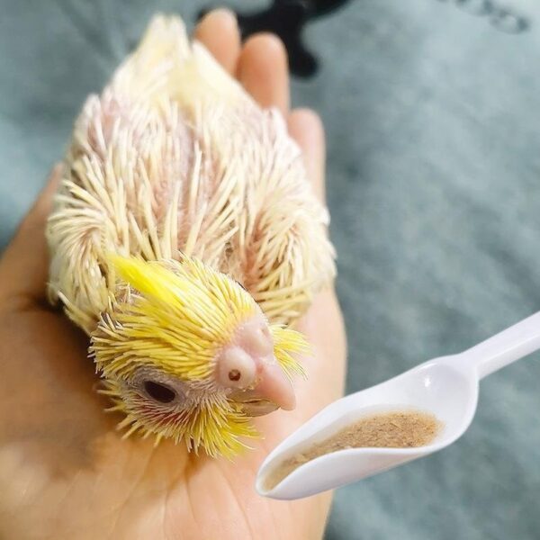 Baby Birds Stainless Steel Spoon Hand Rearing Feeding Syringes - JHN010 - Image 7