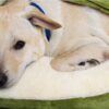 Luxury Velvet Pet Bed - JHGW015 - Image 3