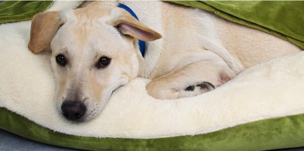 Luxury Velvet Pet Bed - JHGW015 - Image 3