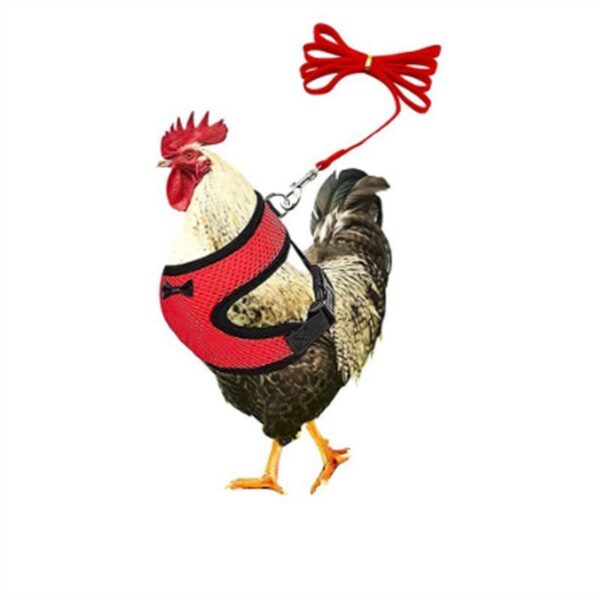 Adjustable Easter Chicken Harness with Matching Belt - JHXDW022 - Image 8