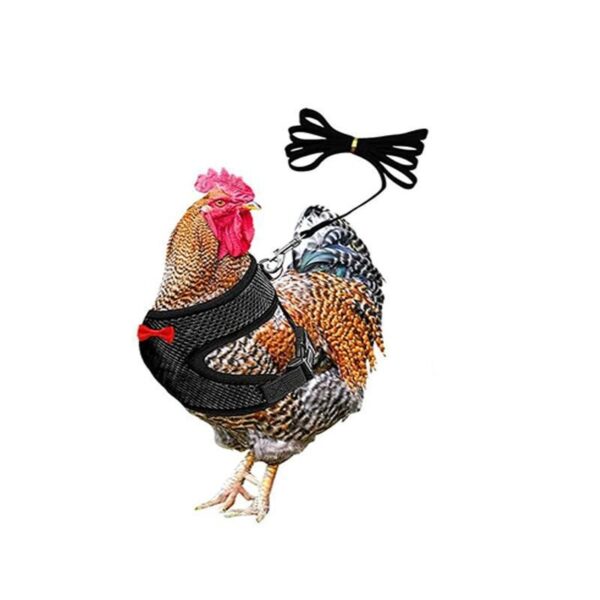 Adjustable Easter Chicken Harness with Matching Belt - JHXDW022 - Image 11