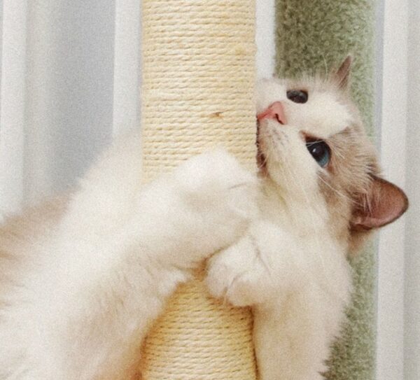 Cat Condo Cat Tree Towel with Platform - JHMPJMF07 - Image 3